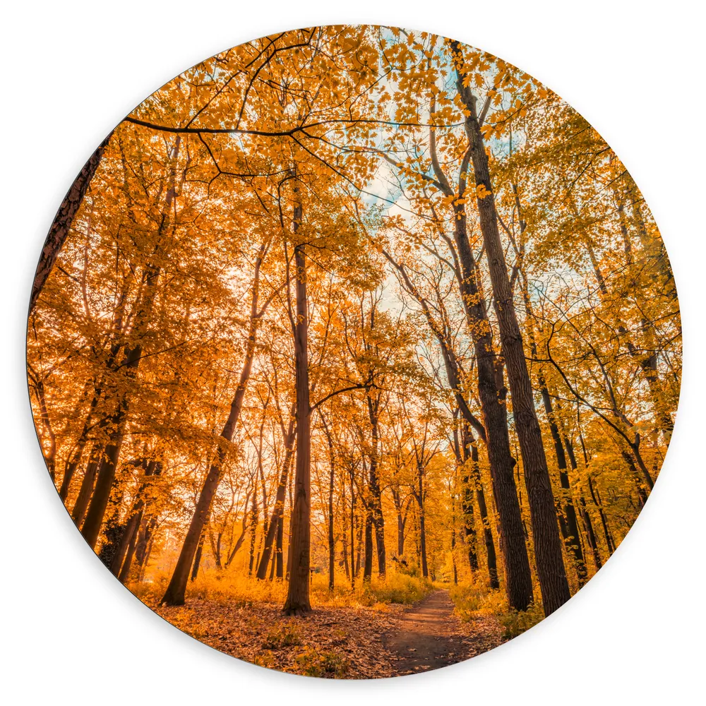 Dibond Muurcirkel - Bos met Hoge Bomen in Herfstkleuren