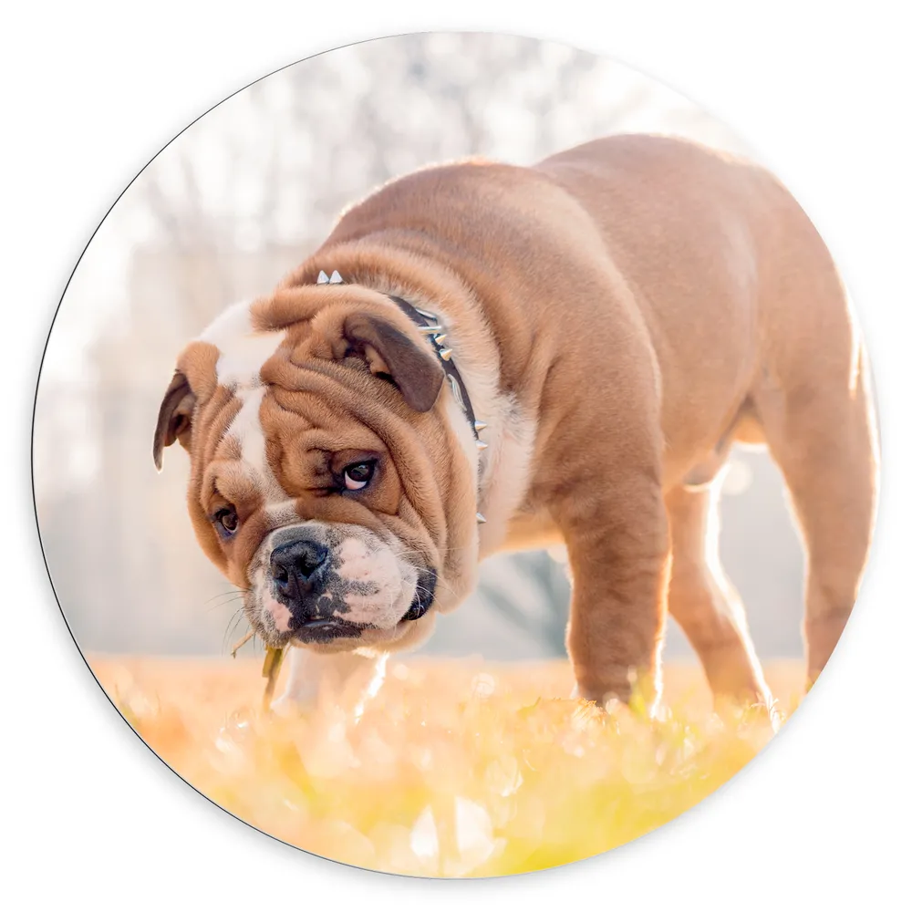 Dibond Muurcirkel - Booskijkende Engelse Bulldog in het Gras