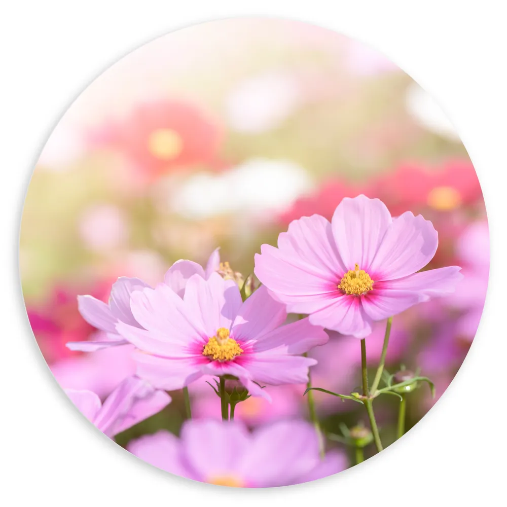 Dibond Muurcirkel - Cosmea Bloemen in een Veld bij Fel Daglicht
