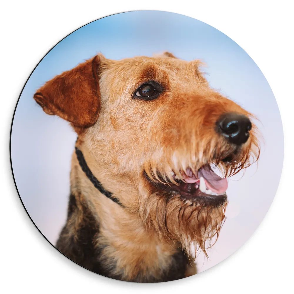 Dibond Muurcirkel - Mooie Bruine Terrier Hond