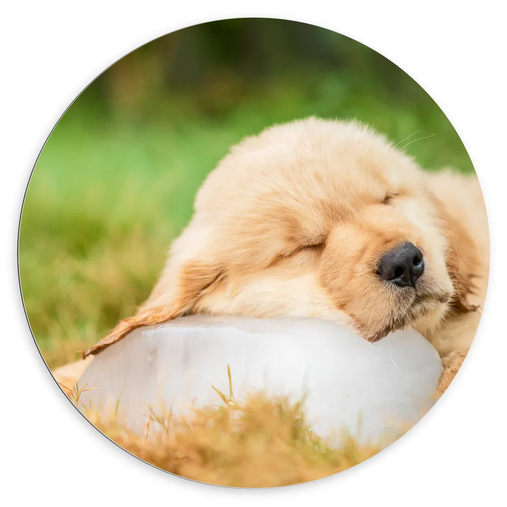 Dibond Muurcirkel - Slapende Golden Retriever Puppy in het Gras