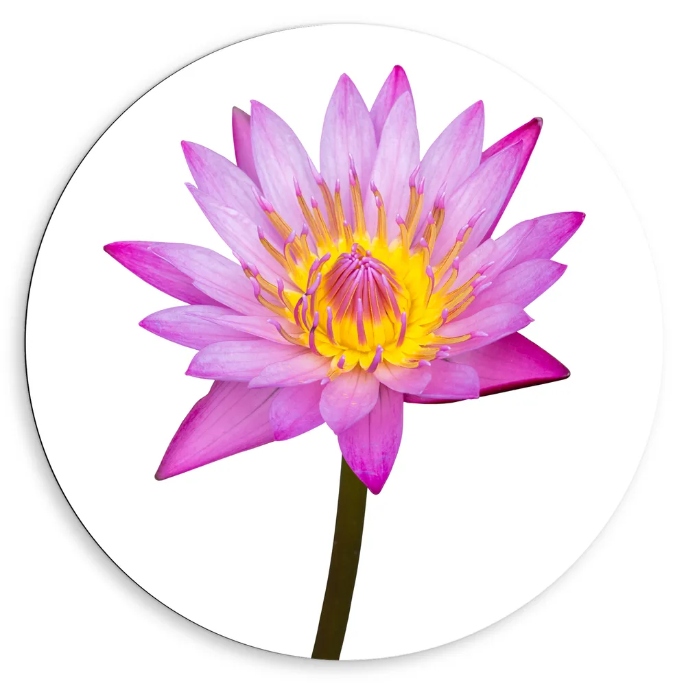 Dibond Muurcirkel - Tekening van Roze Lotus Bloem tegen Witte Achtergrond
