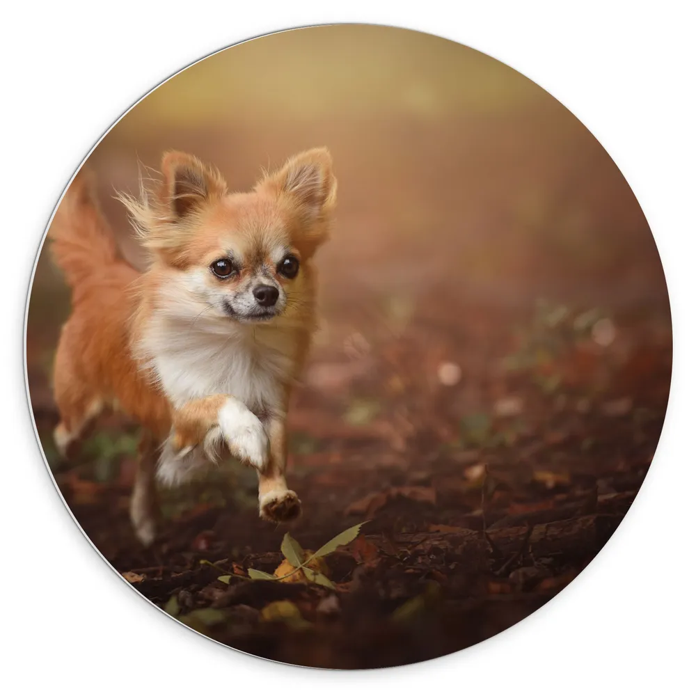 Dibond Muurcirkel - Vrolijke Bruine Chihuahua Hond rennend door het Bos