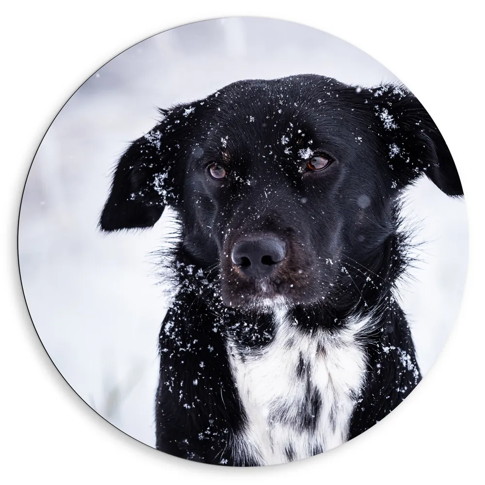 Dibond Muurcirkel - Zwart met Witte Hond in Sneeuwlandschap