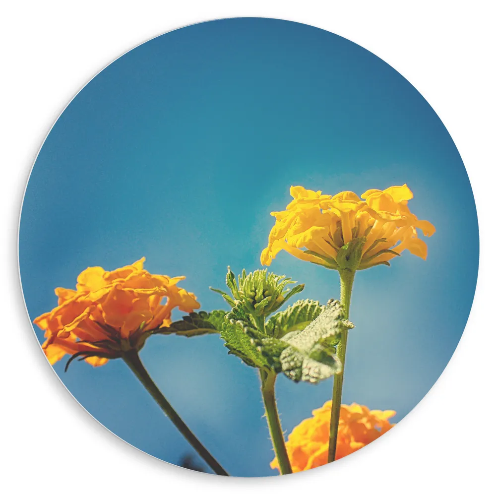Dibond Muurcirkel - Oranje en Gele Wisselbloemen voor Heldere Lucht Achtergrond