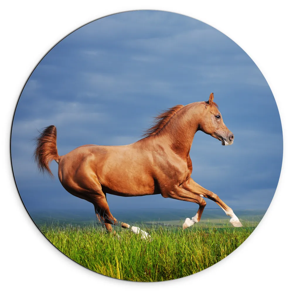 Dibond Muurcirkel - Bruin Paard Galopperend in het Gras