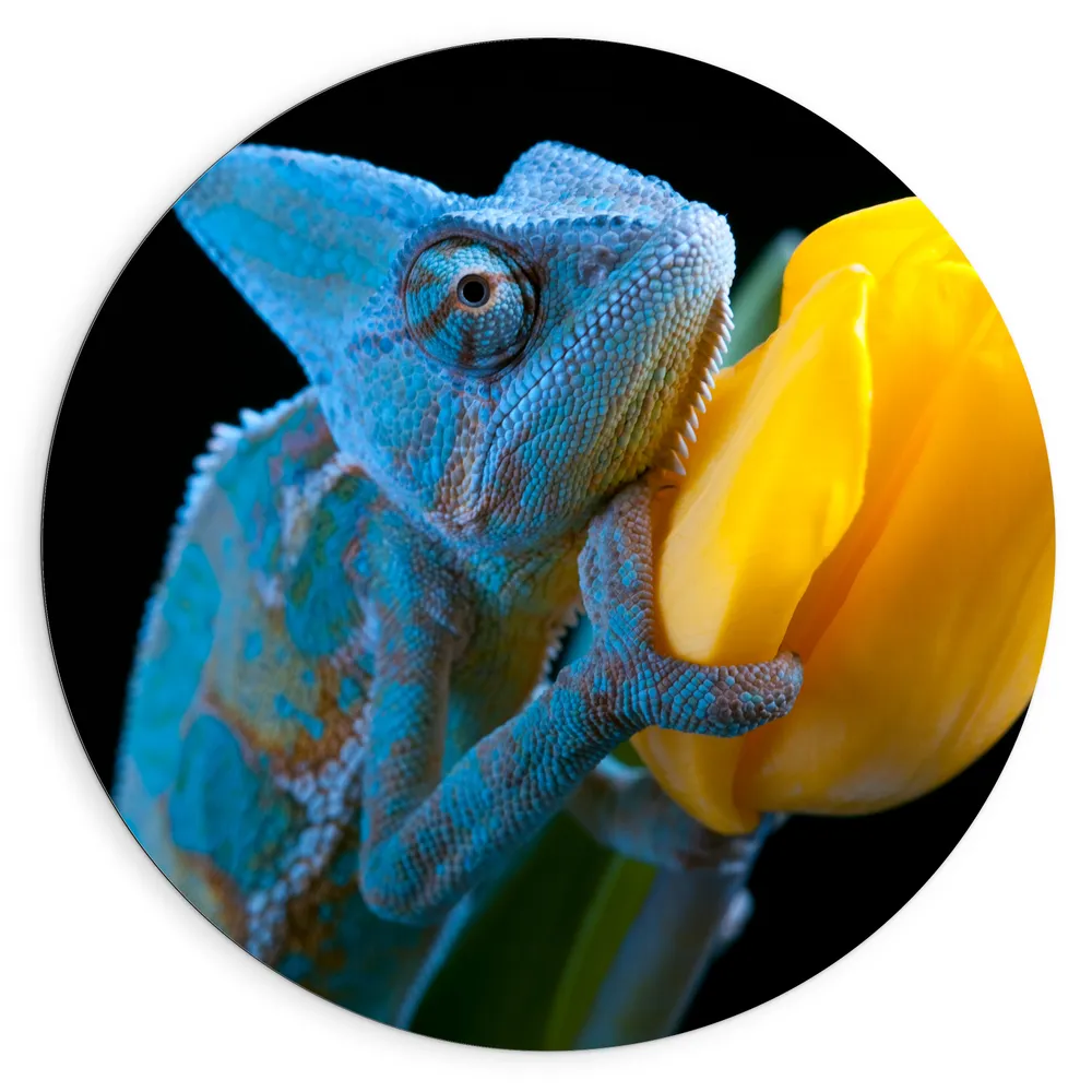 Dibond Muurcirkel - Blauwe Kameleon op Gele Tulp tegen Zwarte Achtergrond