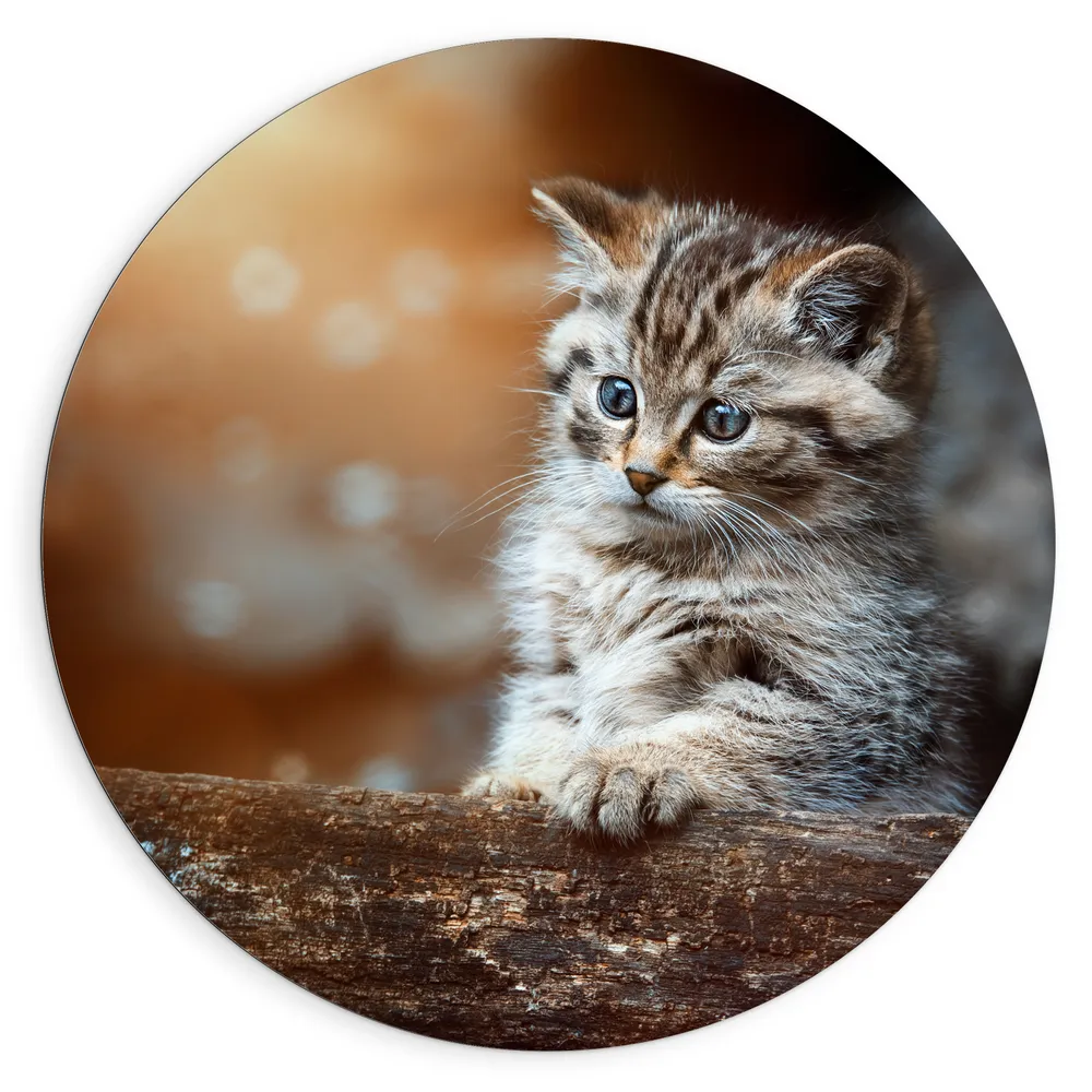 Dibond Muurcirkel - Gestreepte Kitten achter een Boomstam