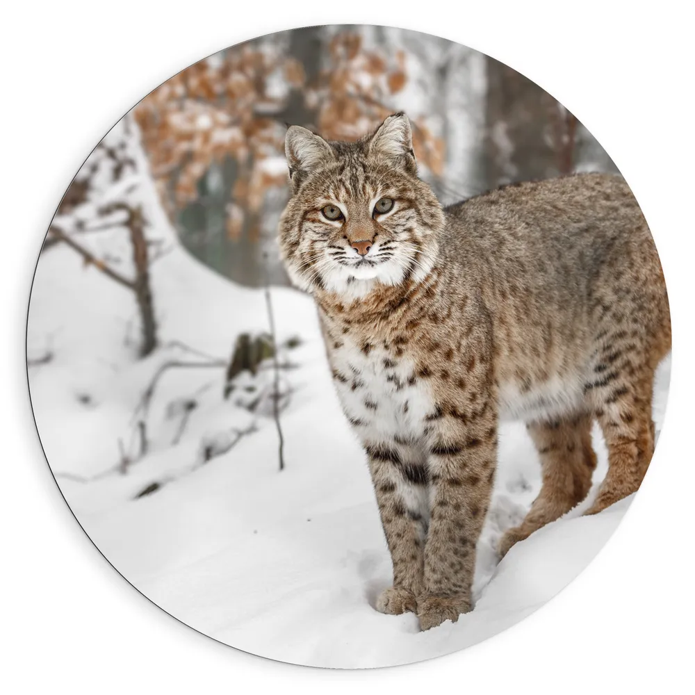 Dibond Muurcirkel - Rode lynx staat in een bos in de sneeuw