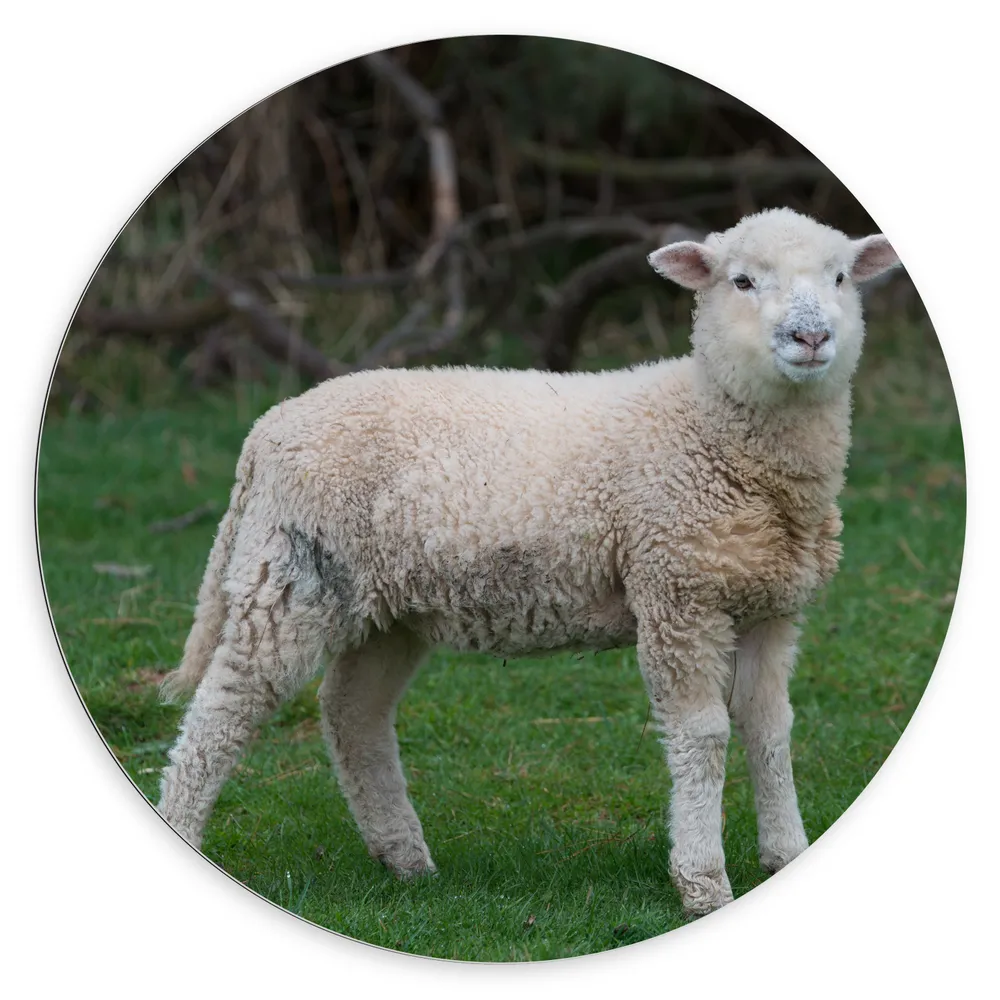 Dibond Muurcirkel - Lammetje in het Groene Gras