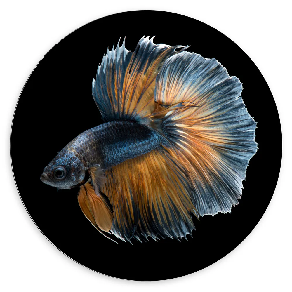 Dibond Muurcirkel - Blauw met Oranje Vis met Dansende Vinnen tegen Zwarte Achtergrond