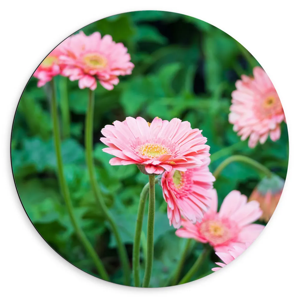 Dibond Muurcirkel - Roze Gerbera Bloemen op Lange Stengels Tussen Groene Bladeren