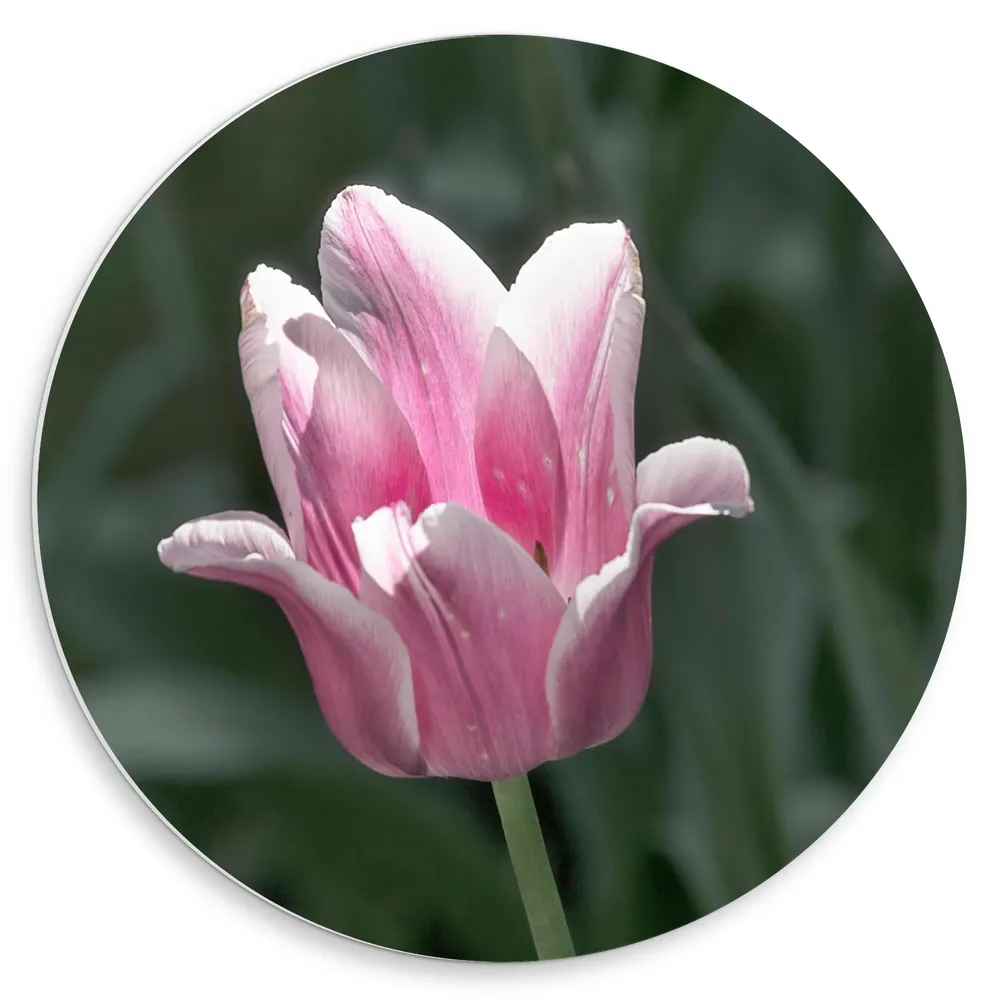 Dibond Muurcirkel - Eenzame Bloeiende Bloem tussen de Groene Grassen