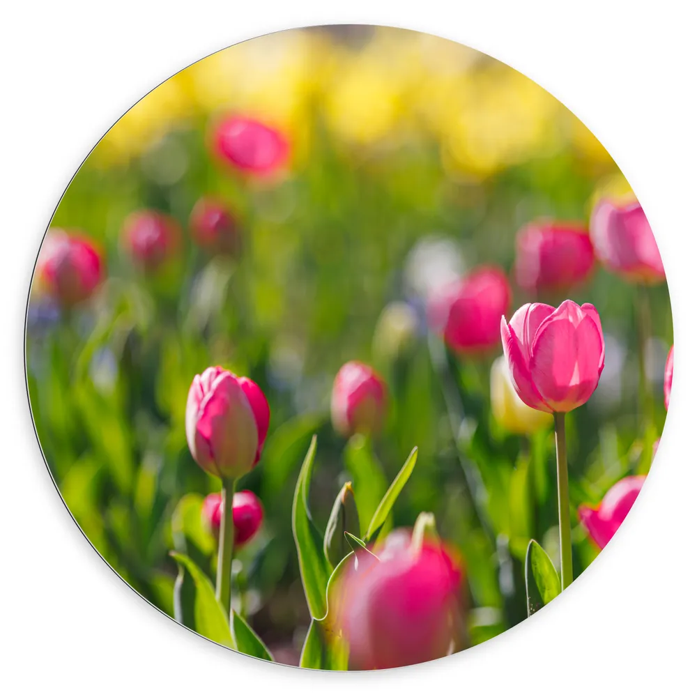 Dibond Muurcirkel - Roze Dichte en Open Tulpen in Bloemenveld