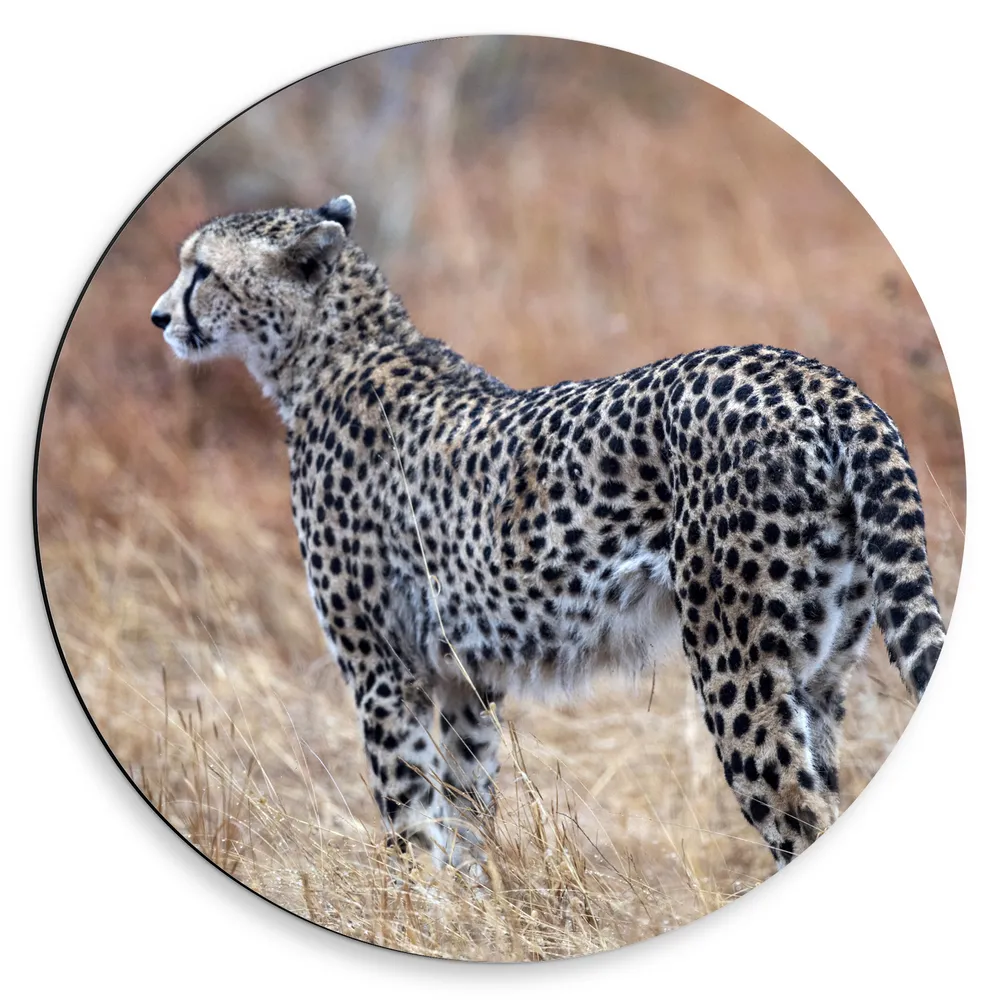 Dibond Muurcirkel - Wegkijkende Cheetah in Afrikaans Landschap