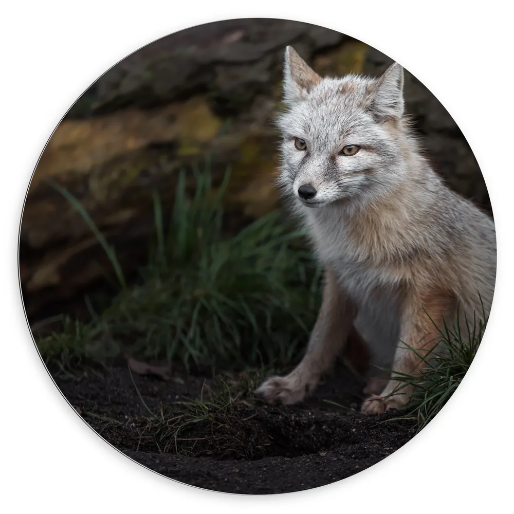 Dibond Muurcirkel - Portrait van Zittende Grijs-Witte Vos