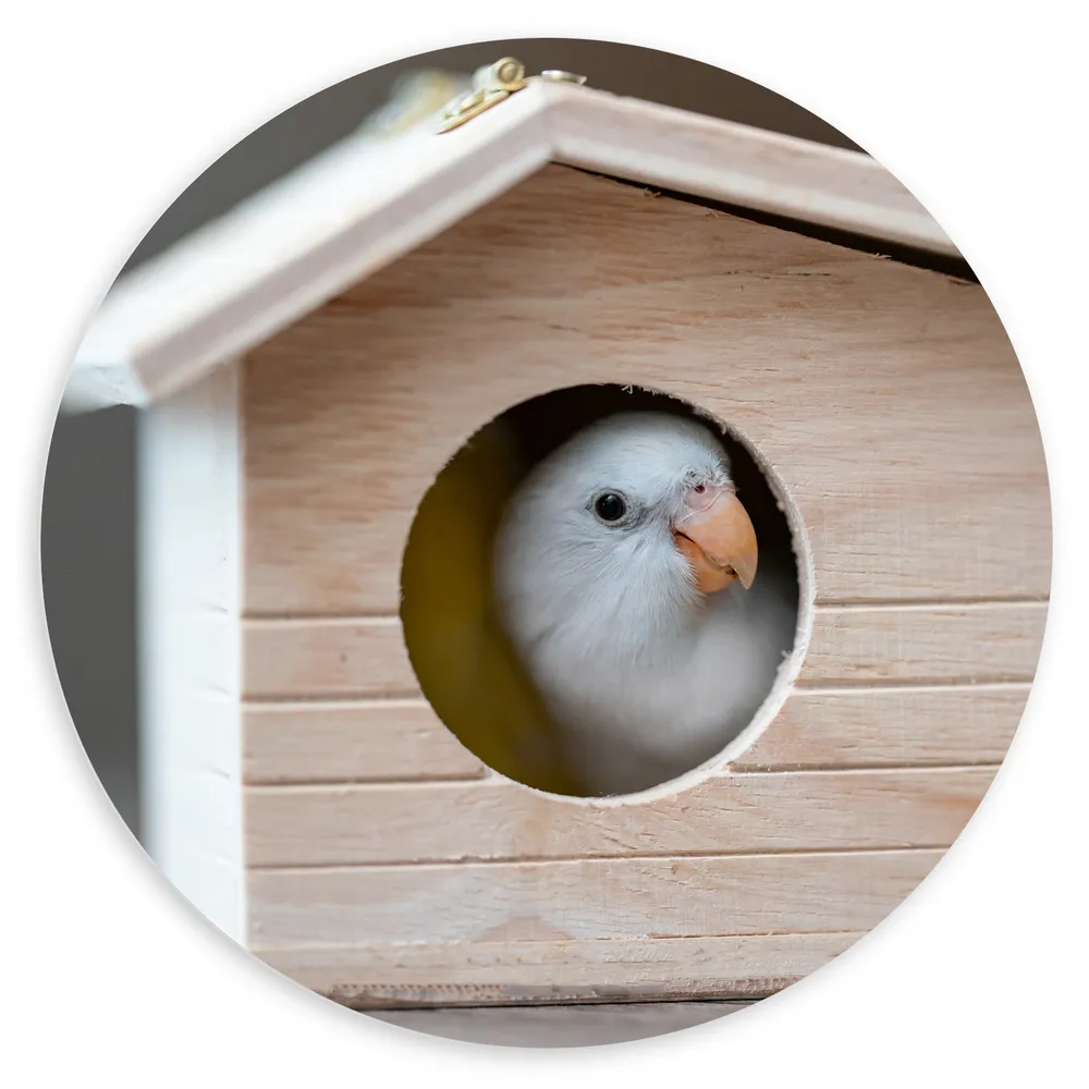 Dibond Muurcirkel - Kleine Witte Parkiet in Houten Vogelhuisje