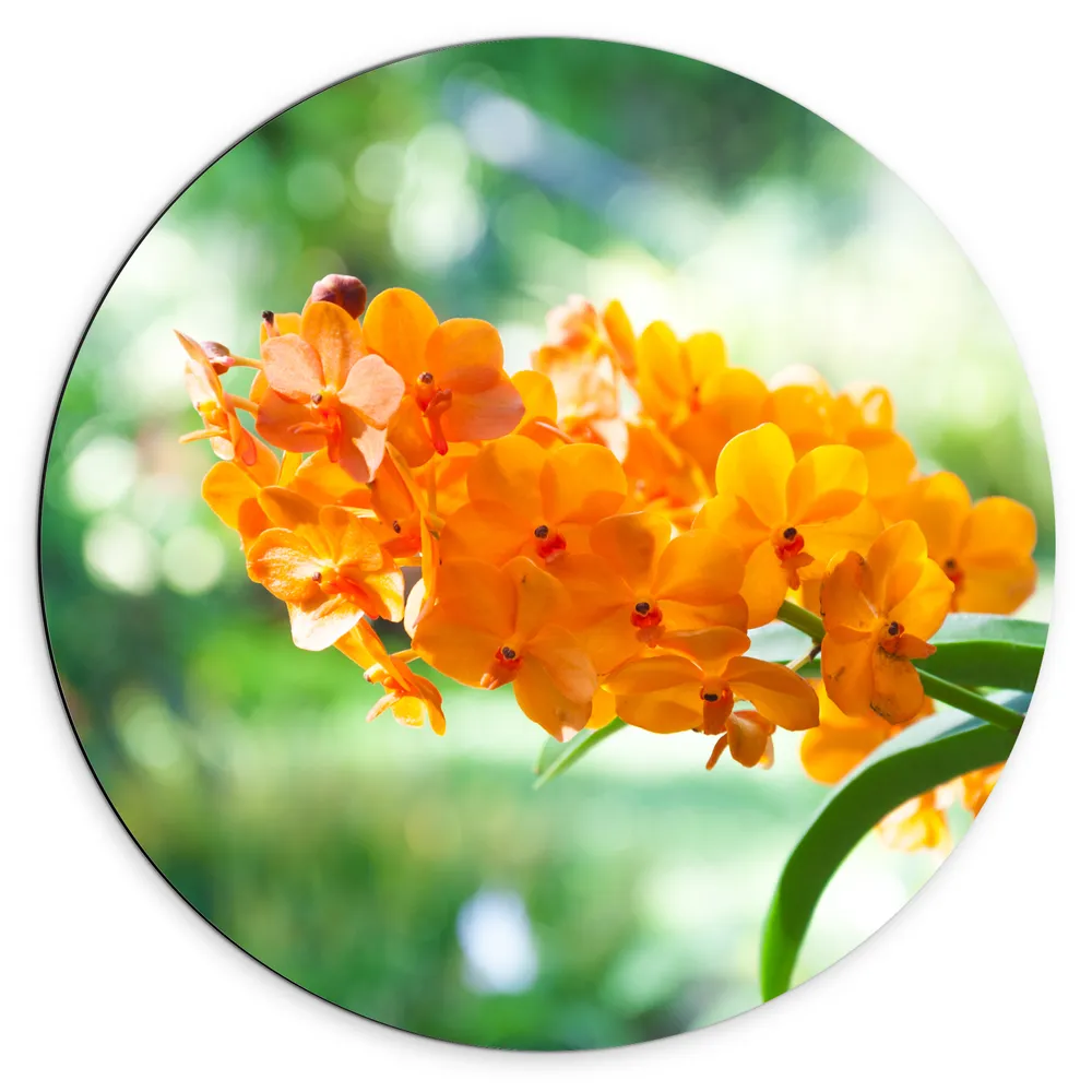 Dibond Muurcirkel - Boeket van Oranje Orchideeën Bloemen Hangend aan Stengel