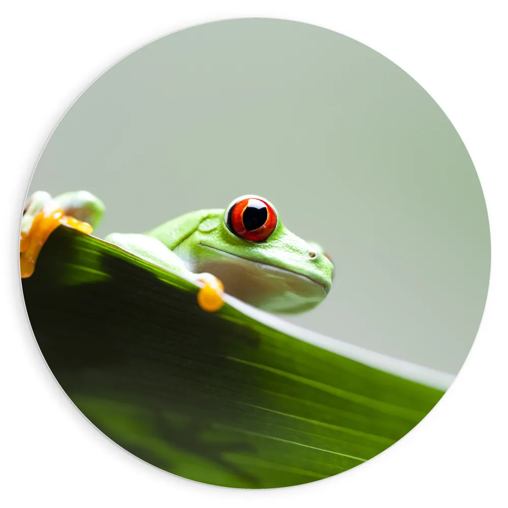 Dibond Muurcirkel - Gifgroene Kikker met Rode Ogen Spiekend achter Groen Blad