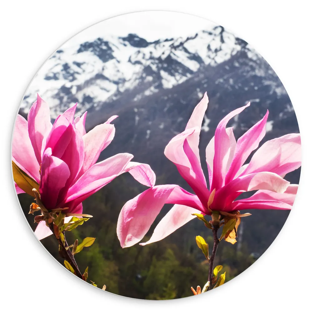 Dibond Muurcirkel - Roze Bloemen met Besneeuwde Bergen op de Achtergrond