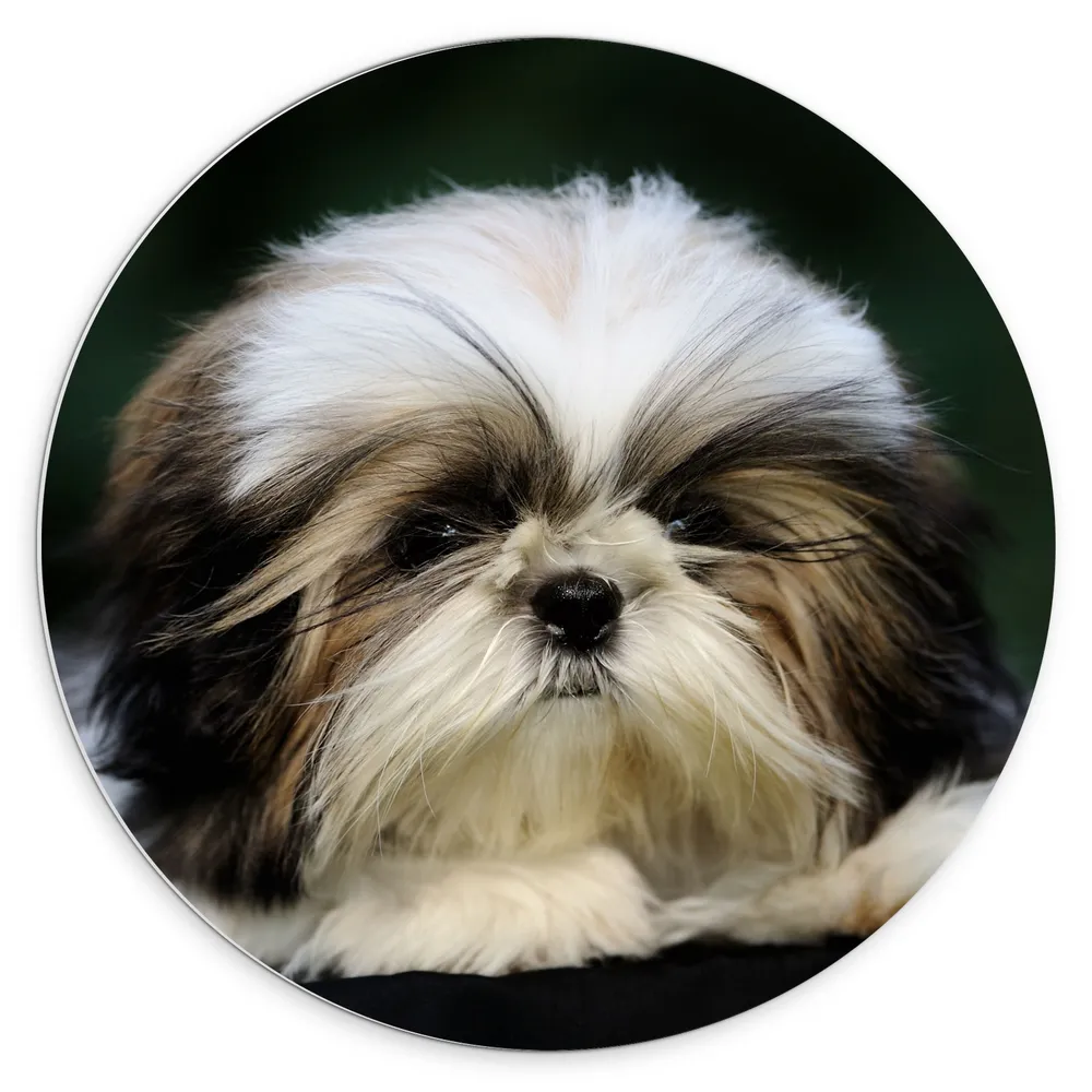 Dibond Muurcirkel - Pluizige Shih Tzu Puppy in het Donkerbruin met Wit