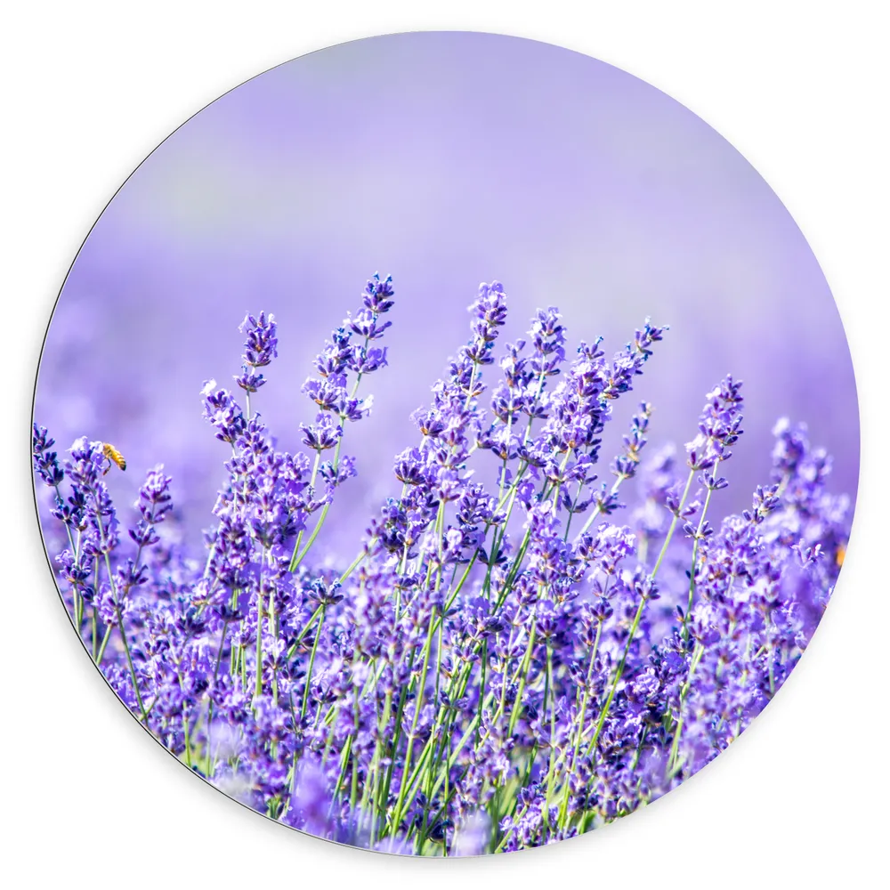 Dibond Muurcirkel - Veld Vol met Lavendelbloemen