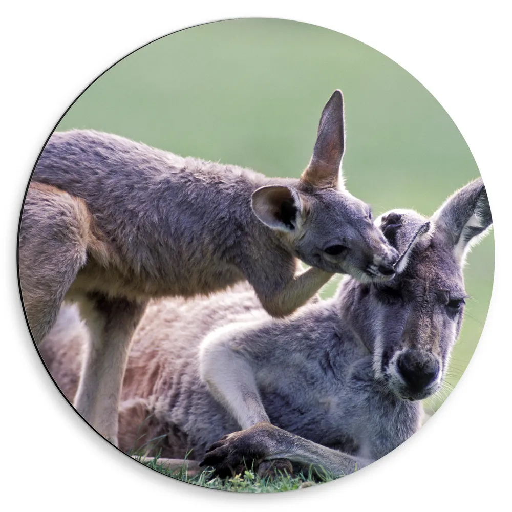 Dibond Muurcirkel - Liefdevol Kangeroo Jong met Moeder