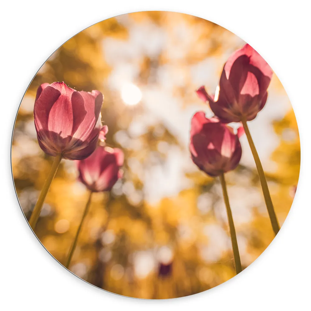 Dibond Muurcirkel - Onderaanzicht van Roze Bloemen in het Bos