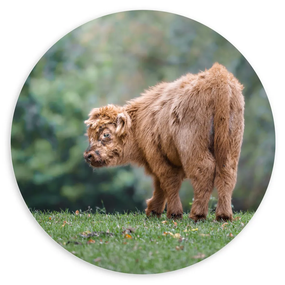 Dibond Muurcirkel - Kleine Schotse Hooglander Lopend in het Groene Grasveld