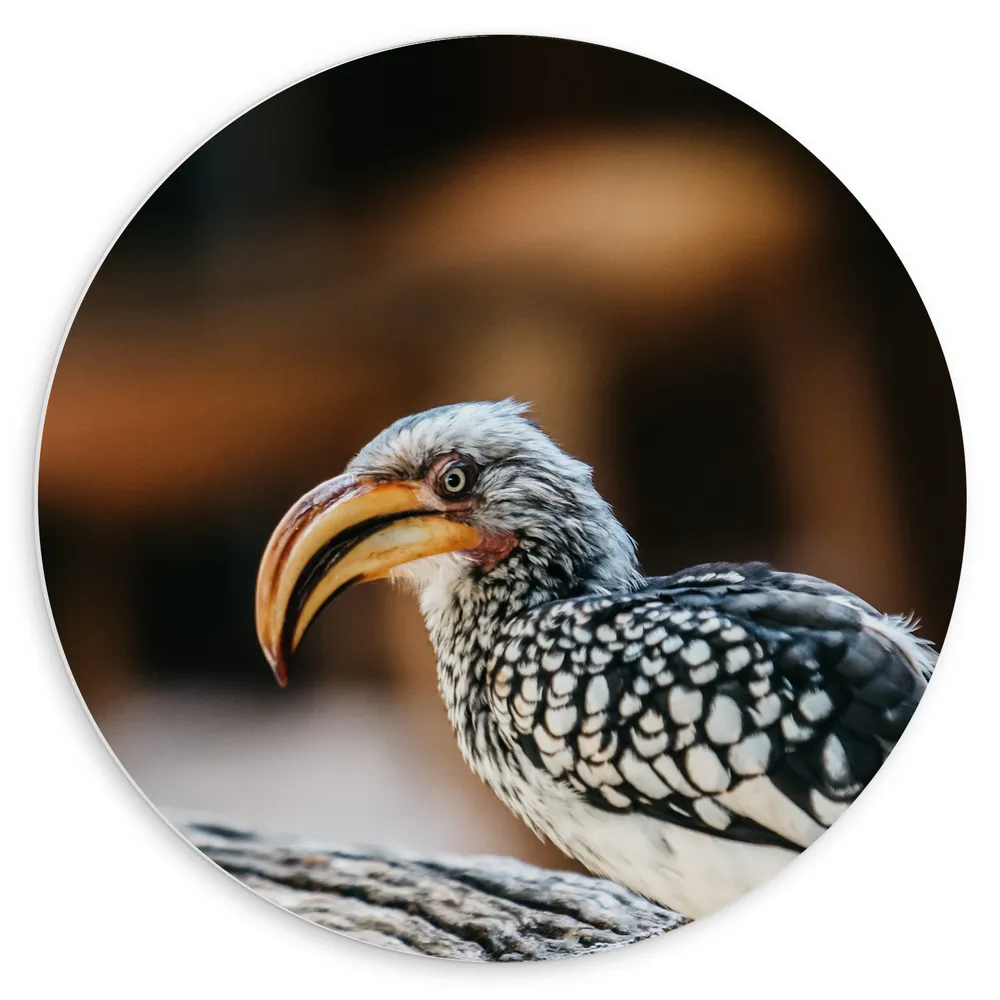 Dibond Muurcirkel - Neushoornvogel met Oranje Hoorn op Boomstam
