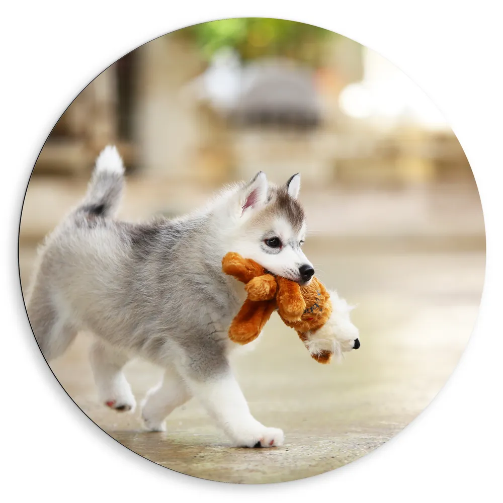 Dibond Muurcirkel - Siberische Husky Puppy met Knuffel