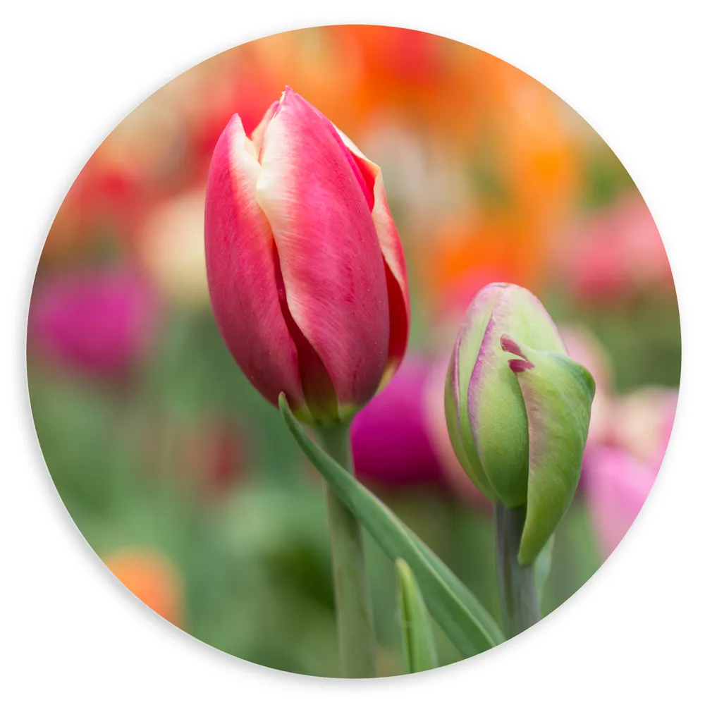 Dibond Muurcirkel - Donker roze tulpen die nog aan het uitkomen zijn - Bloemen