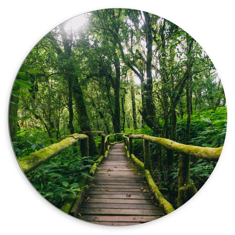 Dibond Muurcirkel - Houten Brug Volgroeid met Mos in het Bos