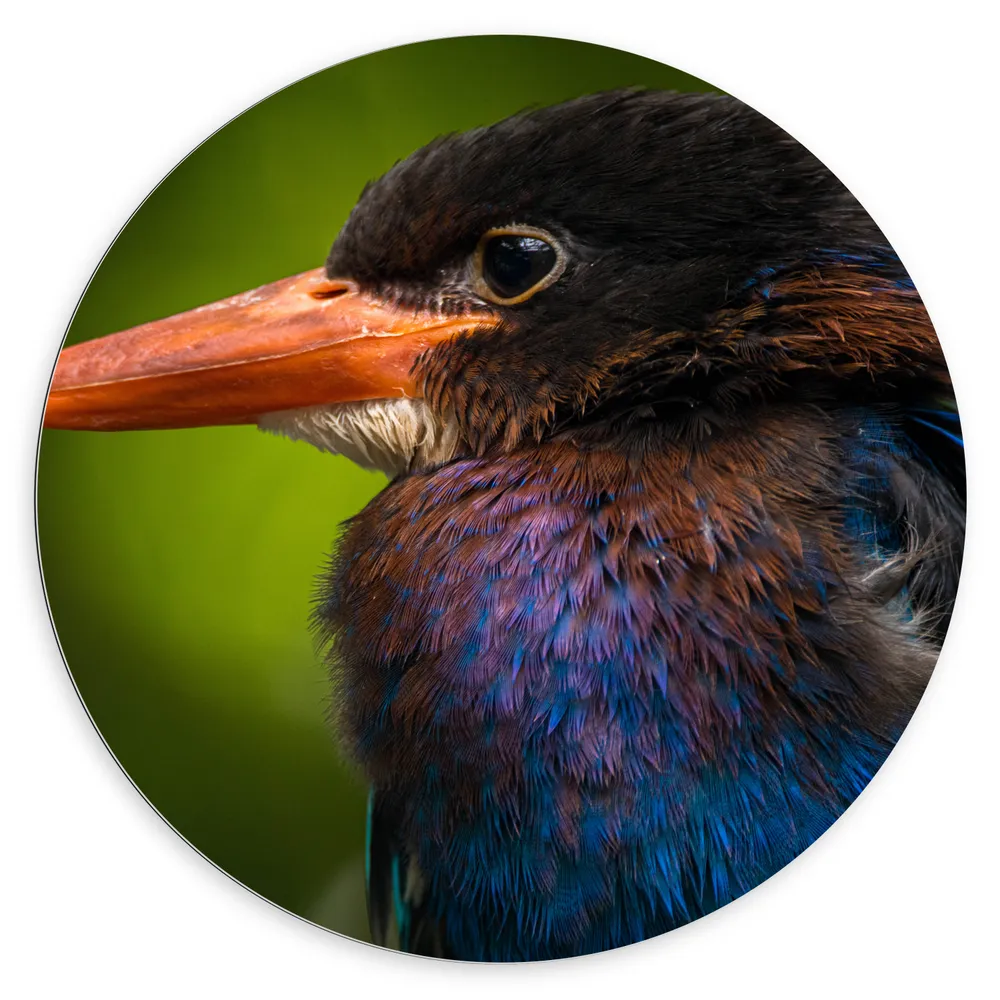 Dibond Muurcirkel - Opzijkijkende IJsvogel en Kleurrijke Veren