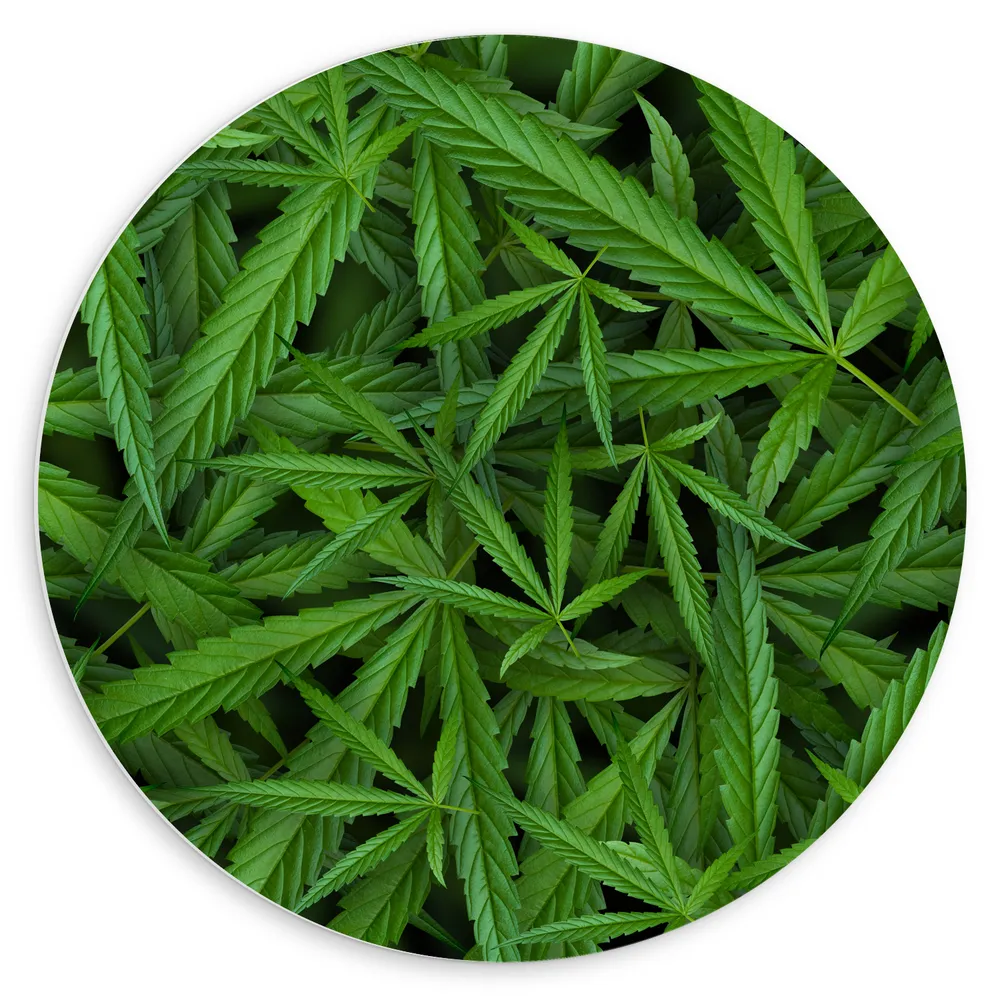 Dibond Muurcirkel - Bovenaanzicht van Cannabis Planten