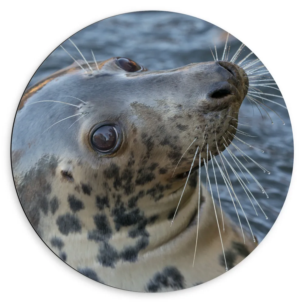 Dibond Muurcirkel - Portret van Omkijkende Onschuldige Zeehond