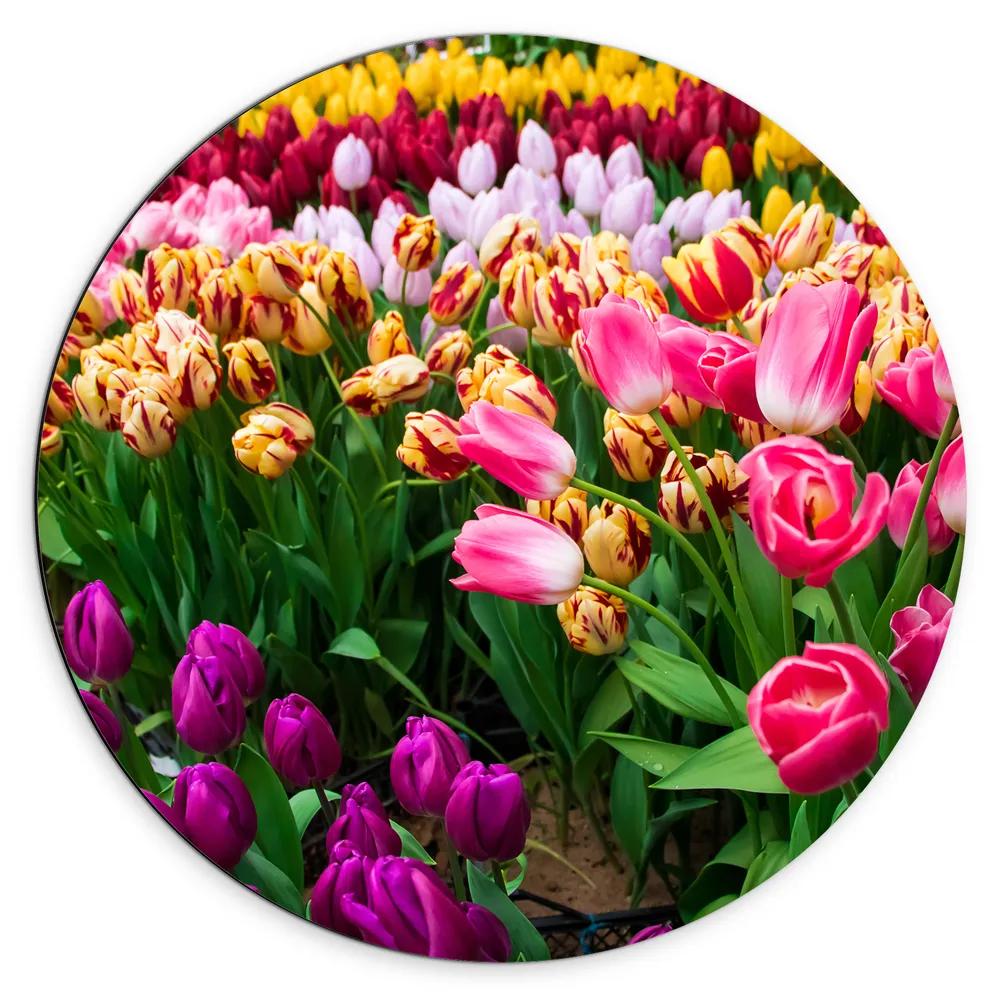 Dibond Muurcirkel - Verse Tulpen in Verschillende Kleuren in het Veld