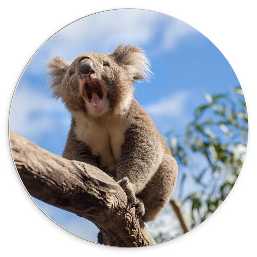 Dibond Muurcirkel - Gapende Koala op een Tak
