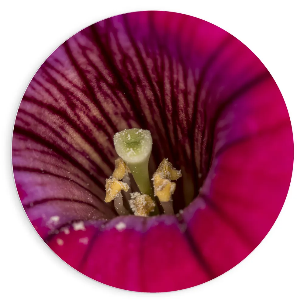 Dibond Muurcirkel - Meeldraden aan Binnenkant van Roze Bloem