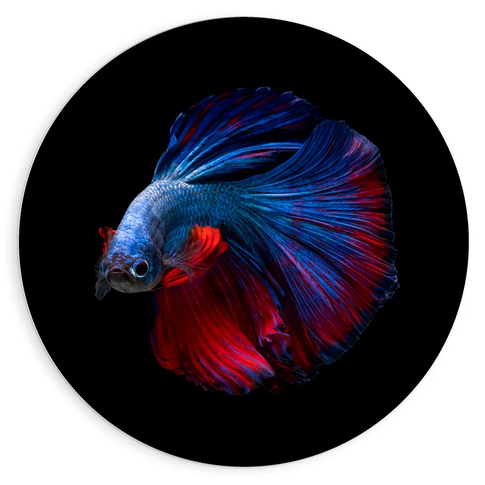 Dibond Muurcirkel - Sipkijkende Blauw met Rode Sierlijke Siamese Kempvis