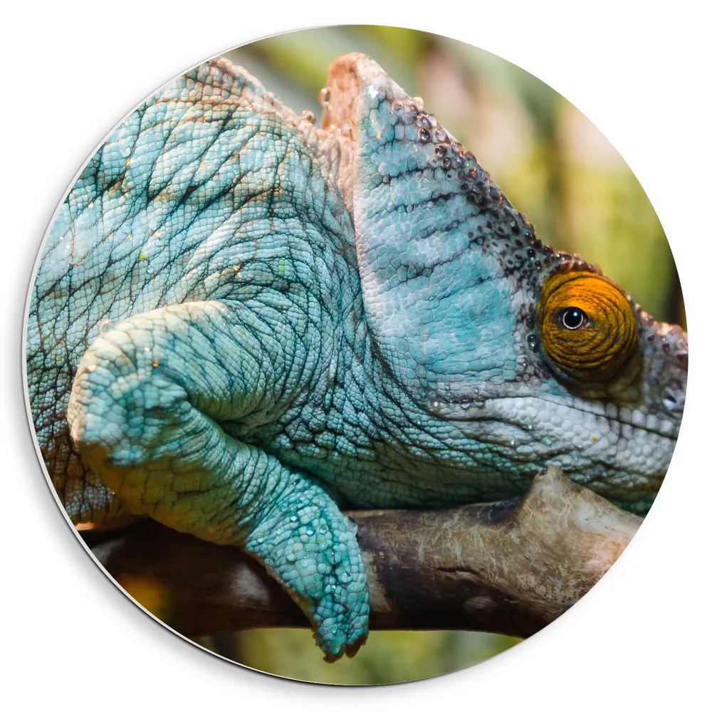 Dibond Muurcirkel - Blauwe Kameleon Liggend op Tak