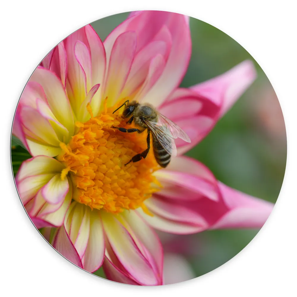 Dibond Muurcirkel - Bij op Midden van Roze Dahlia Bloem