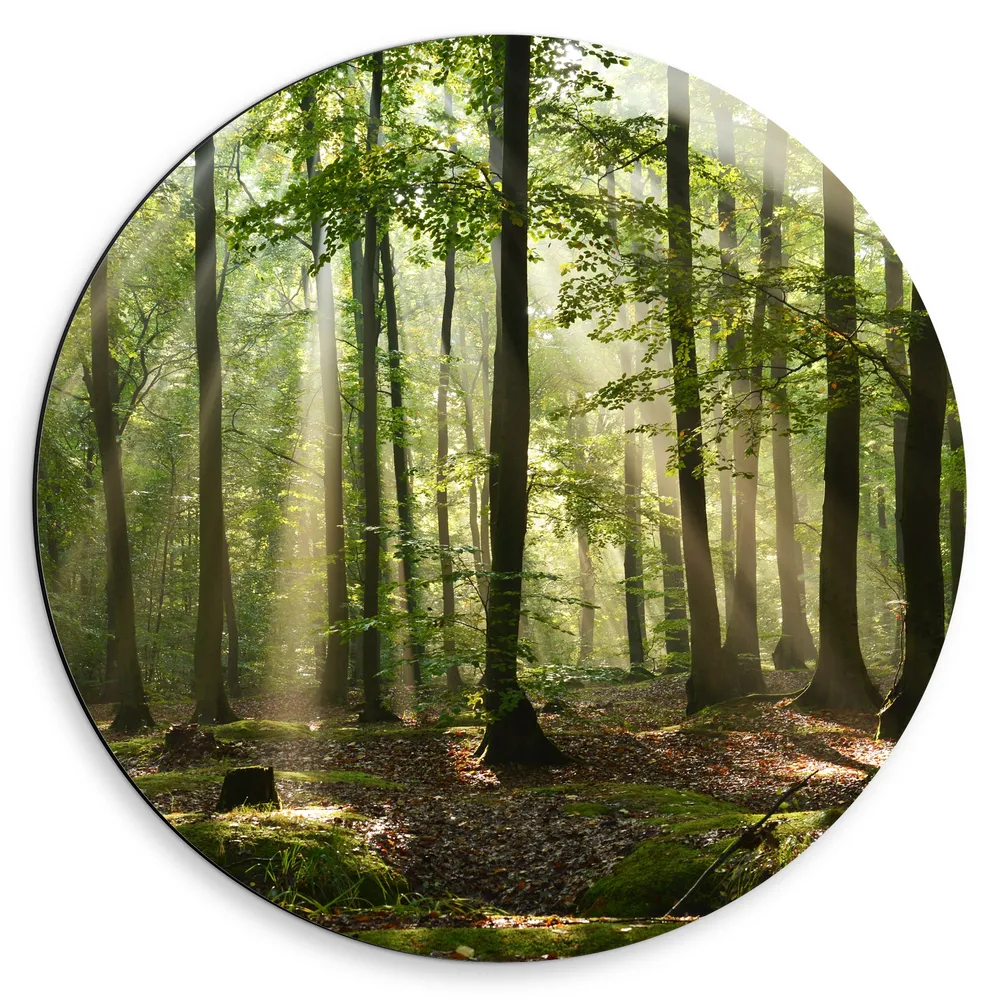 Dibond Muurcirkel - Lichtstralen van Zon door Groene Bomen