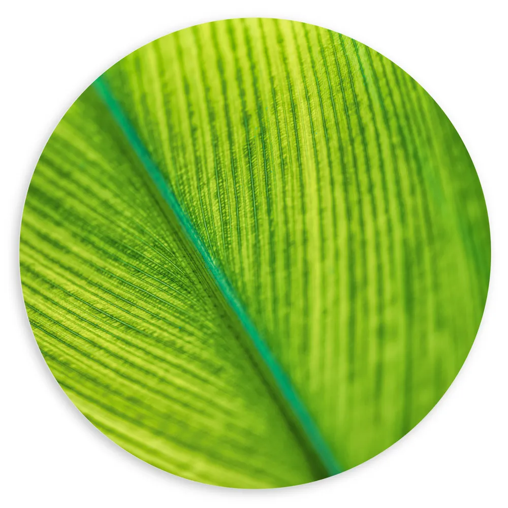Dibond Muurcirkel - Close-up van Groen Blad met Zichtbare Nerven
