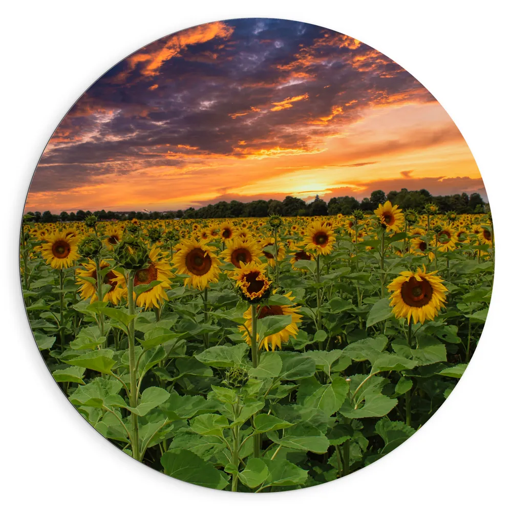 Dibond Muurcirkel - Veld Vol Zonnebloemen bij Zonsondergang