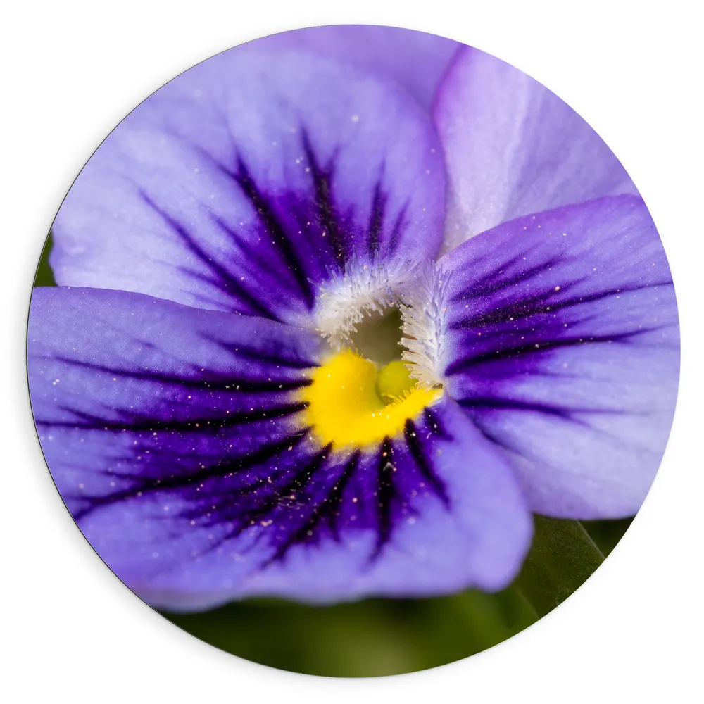 Dibond Muurcirkel - Close Up van Paars Viooltje met Fel Geel Midden - Bloemen