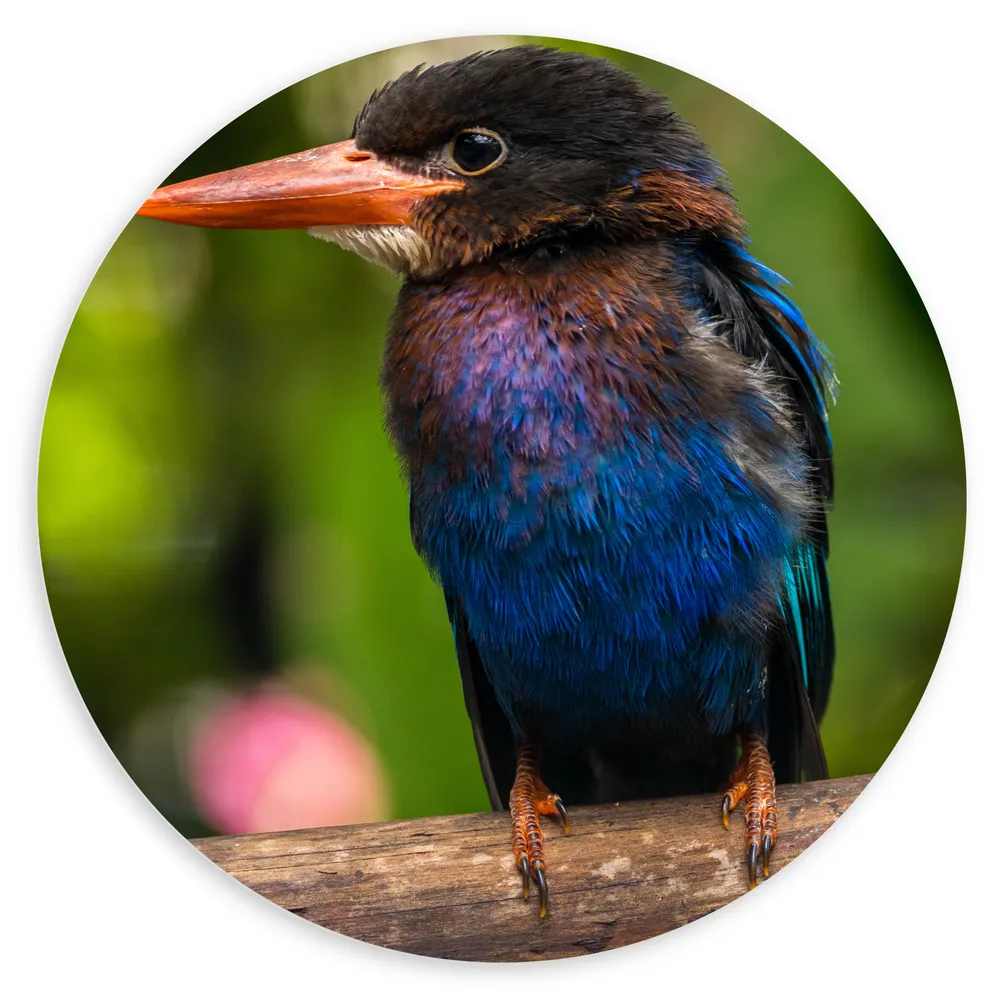 Dibond Muurcirkel - IJsvogel met Blauwe en Paarse Borst Zittend op Boomstam
