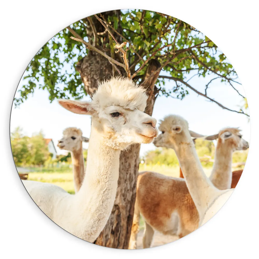 Dibond Muurcirkel - Witte en bruine alpacas staan buiten bij een boom