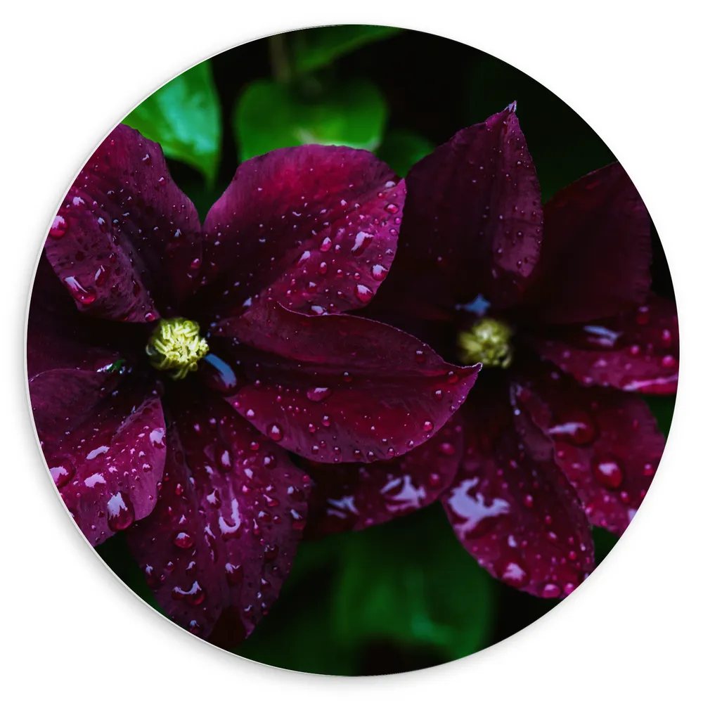 Dibond Muurcirkel - Donker Paarse Clematis Bloemen met Waterdruppels erop