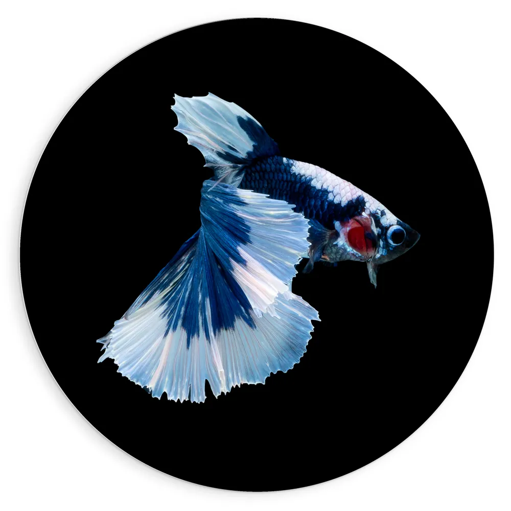 Dibond Muurcirkel - Blauw Gevlekte Siamese Kempvis tegen Zwarte Achtergrond